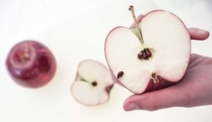 WA38, Cosmic Crisp apples stored in RA and photographed on March 4, 2015 in Yakima, Washington. (TJ Mullinax/Good Fruit Grower)