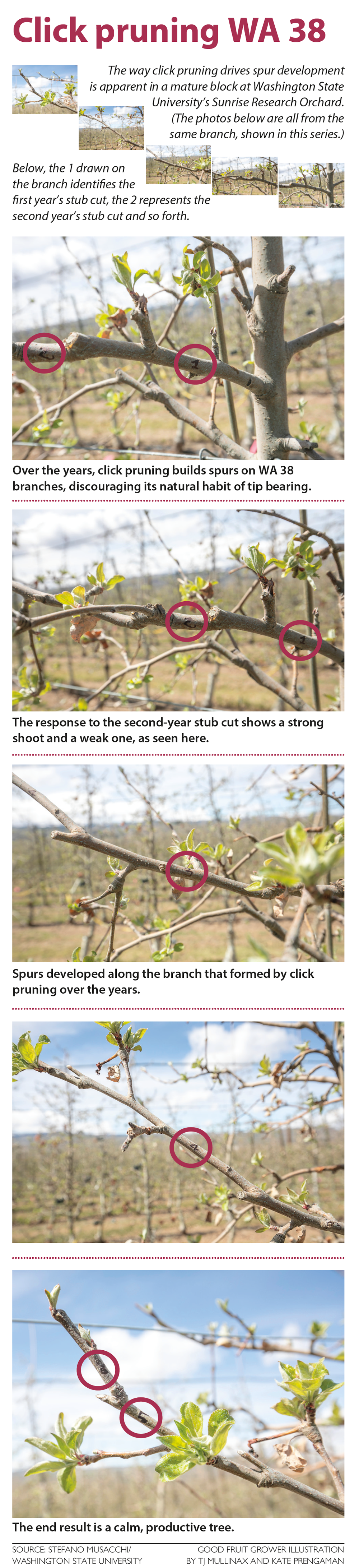 Click pruning WA 38 (Source: Stefano Musacchi/Washington State University; Good Fruit Grower illustration by TJ Mullinax and Kate Prengaman)