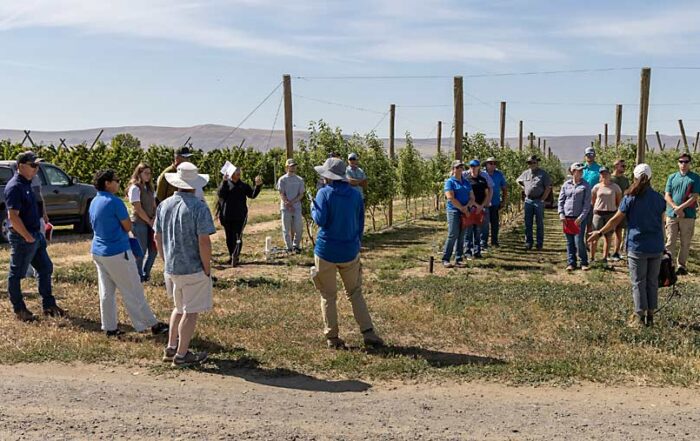 Washington State University and Washington Tree Fruit Research Commission researchers discussed WA 64’s horticultural traits at WSU’s Roza research orchard near Prosser on June 13. (Matt Milkovich/Good Fruit Grower)