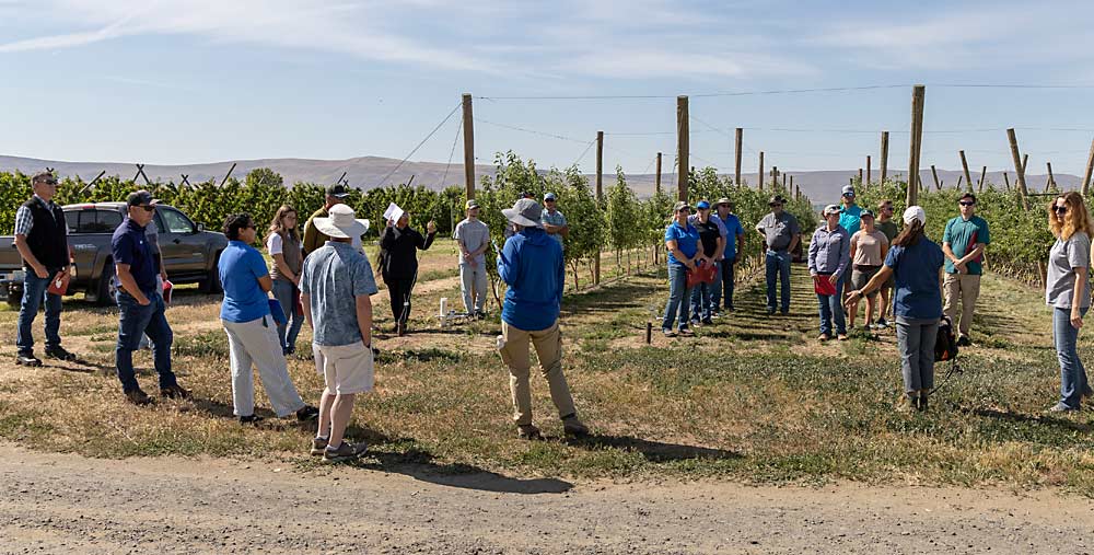 Washington State University and Washington Tree Fruit Research Commission researchers discussed WA 64’s horticultural traits at WSU’s Roza research orchard near Prosser on June 13. (Matt Milkovich/Good Fruit Grower)