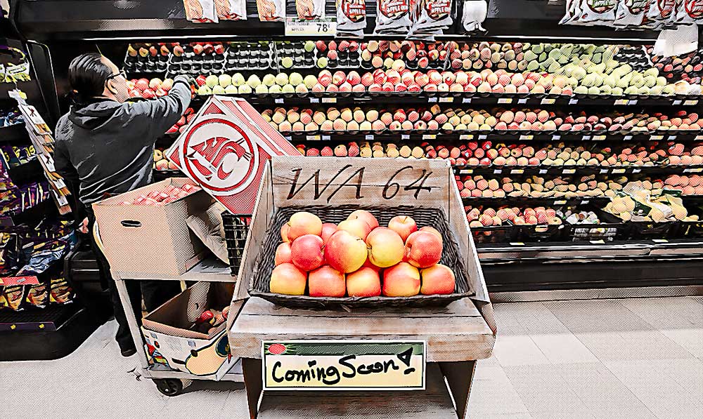This illustration imagines Washington State University’s next managed apple, WA 64, on store shelves in 2029. At present, the new variety is making its way through a commercialization rollout over the next several years. (Photo illustration by TJ Mullinax/Good Fruit Grower)
