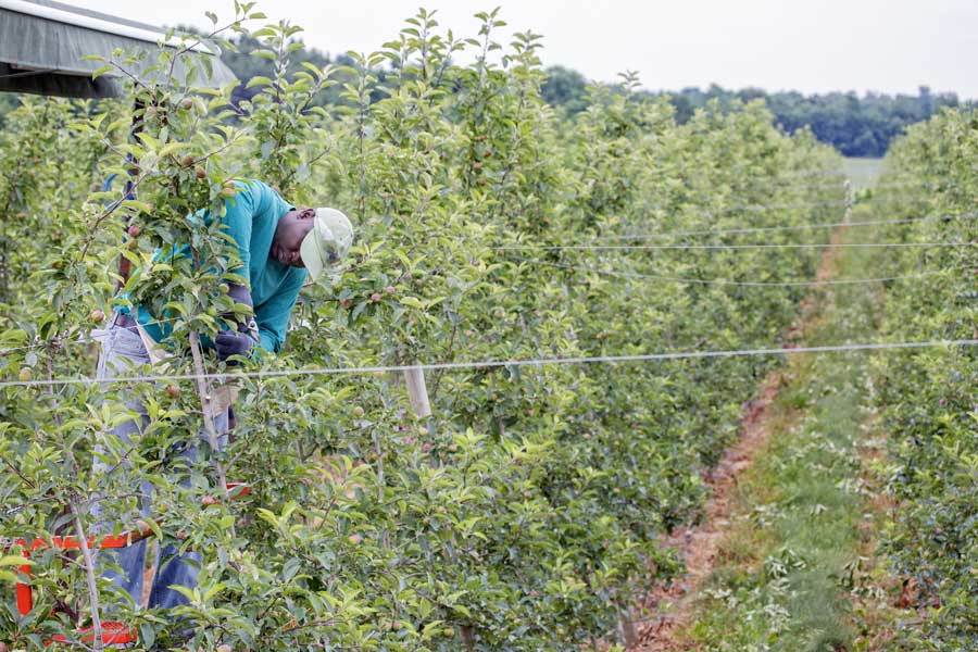 Baswell Henry reaches around to finish thinning both sides of a tree planted in the tall spindle tipped (TST) system on a Huron Fruit Systems mechanical platform at Wafler Farms in Wayne County, New York on July 1, 2016. The TST system tips the trees into alternating rows at the top so workers can easily access the tree and fruit from platforms. The tipping also provides greater room at the bottom of the tree so the platforms do less damage to limbs as it glides through the rows.<b> (TJ Mullinax/Good Fruit Grower)</b>