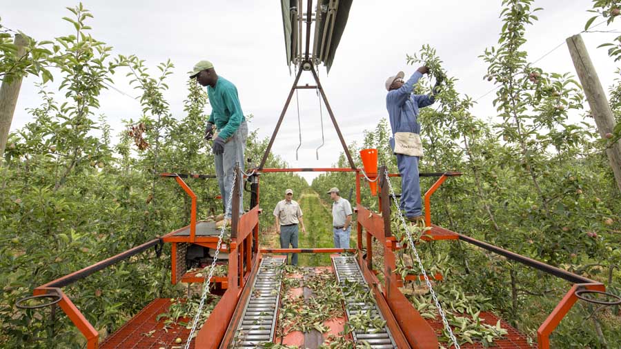 Baswell Henry, left and Greg Barnett, thins apples from one of several Huron Fruit Systems mechanical platforms working TST system tree rows. Paul Wafler, center left, and Walter Wafler talk in the background. <b>(TJ Mullinax/Good Fruit Grower)</b>