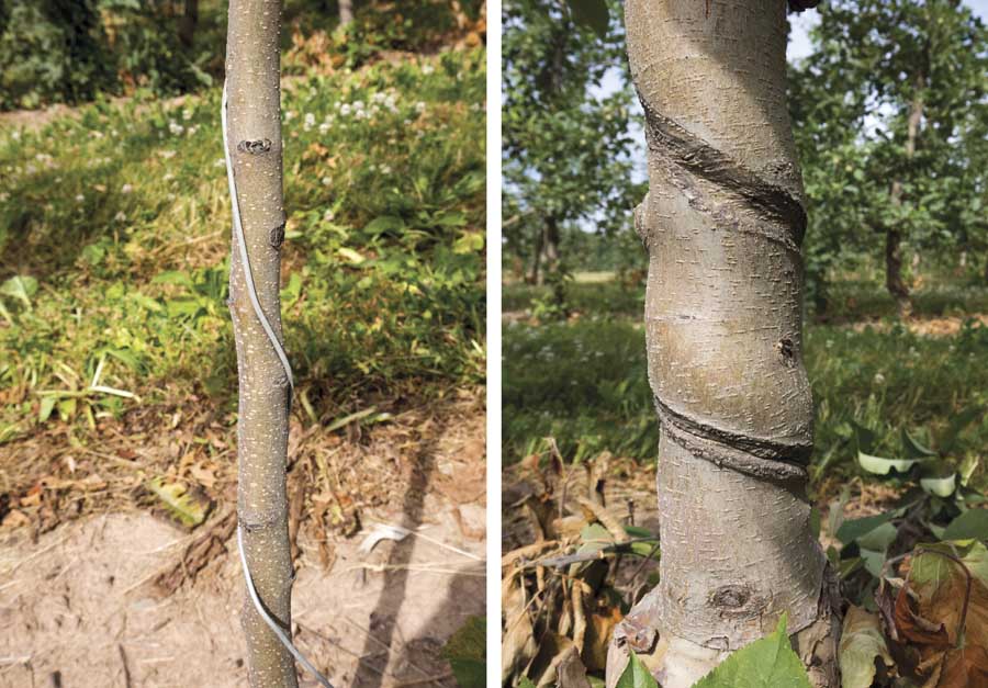 Wafler Farms trains trees by wrapping a wire at the base of the tree when it is young (first year at left) and the tree eventually grows through the wire (fifth year at right). <b>(TJ Mullinax/Good Fruit Grower)</b>