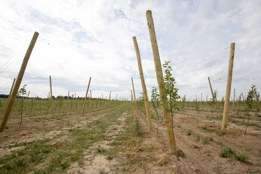 First year planting of McIntosh trees in the TST system at Wafler Farms in New York. (TJ Mullinax/Good Fruit Grower)
