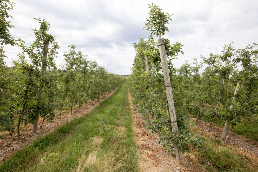Five-year-old McIntosh trees in the TST system at Wafler Farms in New York. <b>(TJ Mullinax/Good Fruit Grower)</b>
