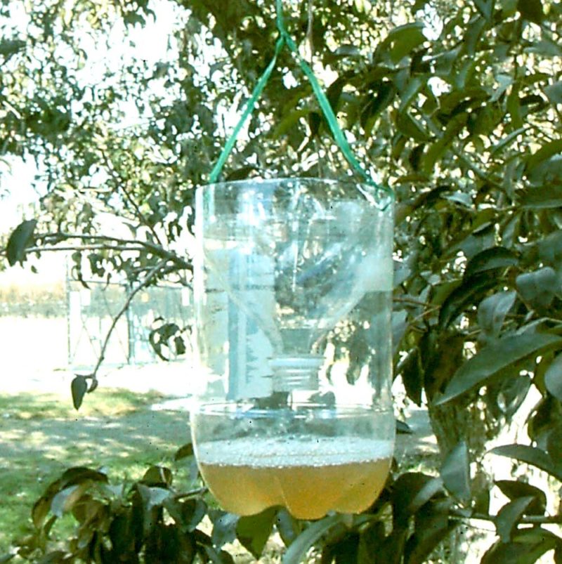 Do-it-yourself wasp control – Good Fruit Grower