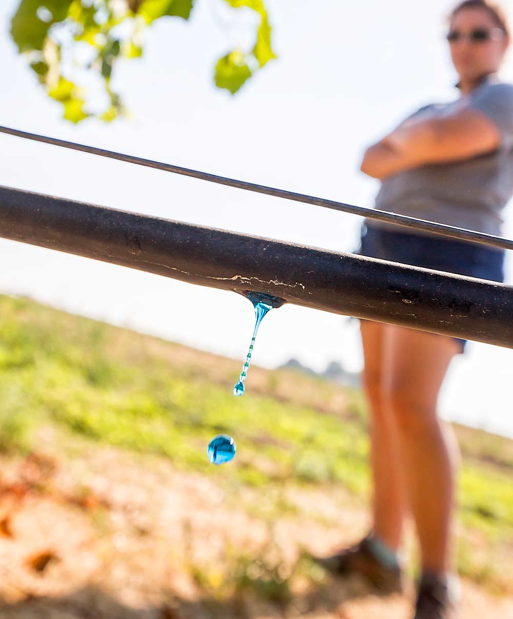 Blue dye is used as a tool to check drip irrigation systems for problems and flush lines of debris during a demonstration at the Washington State Viticulture Field Day in Prosser, Washington, in 2015. (TJ Mullinax/Good Fruit Grower)