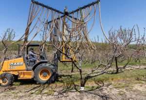 Mechanical blossom thinning of peaches at Lewis Farm in New Era, Michigan, on May 12. Attached to a forklift tractor, the Peach Blossom Thinner, manufactured by Phil Brown Welding, rotates ropes to knock blossoms off the trees. Grower Scott Lewis said crews follow with hand-thinning of fruitlets later in the season. (Matt Milkovich/Good Fruit Grower)