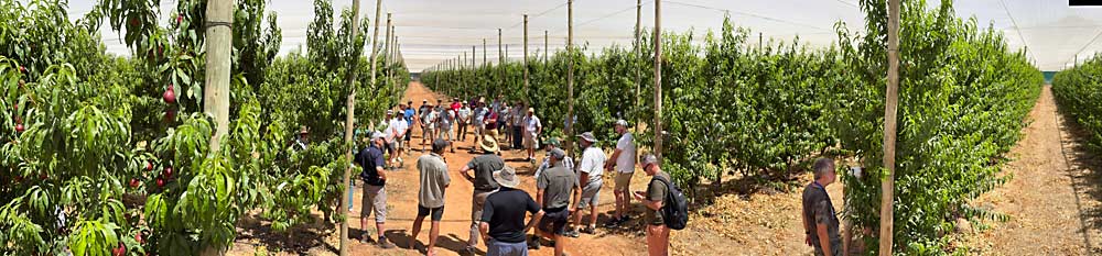 Young nectarine plantings come into production more quickly under nets, according to Hannes Laubscher, the technical director for United Exports, and one of the hosts of the visit to Oudewagendrift Farm in the Nuy Valley. (TJ Mullinax/Good Fruit Grower)