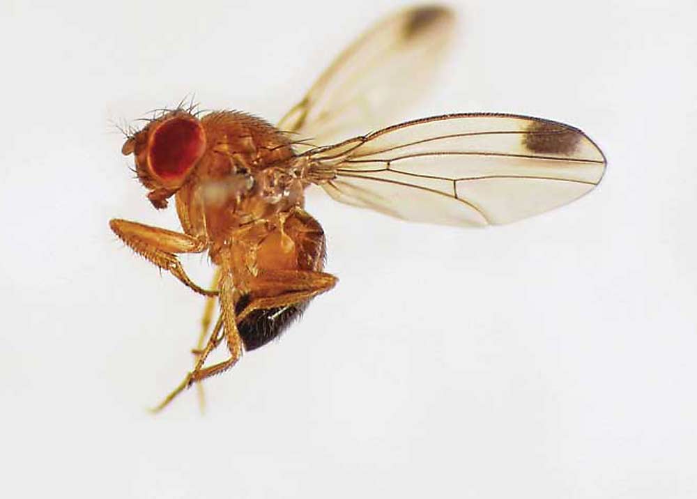 The invasive spotted wing drosophila can devastate cherries and blueberries in Michigan, where scientists are rearing and releasing two of the pest’s native enemies, the samba wasp and ronin wasp, in hopes they’ll establish populations. (Photo illustration courtesy Martin Cooper)