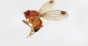A male spotted-wing drosophila fly (Drosophila suzukii). (Courtesy Martin Cooper)