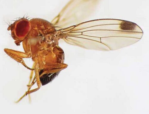 EXPO update on SWD parasitoid releases