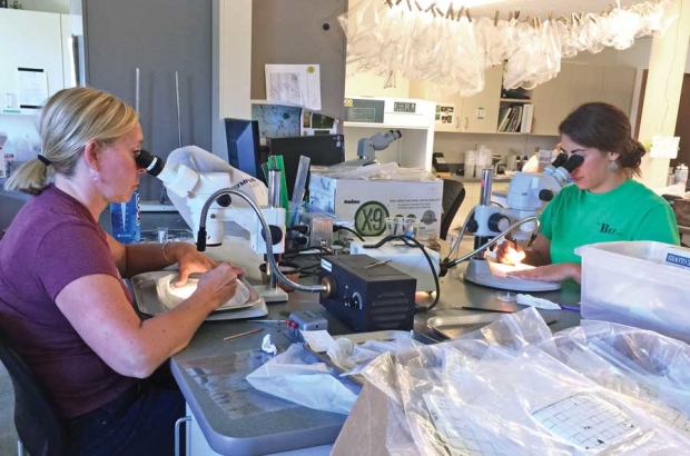 Nikki Rothwell, coordinator of the Northwest Michigan Horticulture Research Center, and fruit integrated pest management educator Emily Pochubay (right) use microscopes to scout for spotted wing drosophila larvae. <b>(Courtesy Karen Powers)</b>
