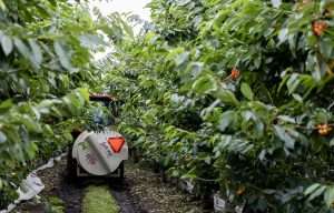 An airblast sprayer in a British Columbia cherry orchard in July 2025. Growers targeting certain export markets need to carefully examine spray residuals, the Northwest Horticultural Council cautions, after maximum residue level violations for Danitol (fenpropathrin) last season. (TJ Mullinax/Good Fruit Grower)