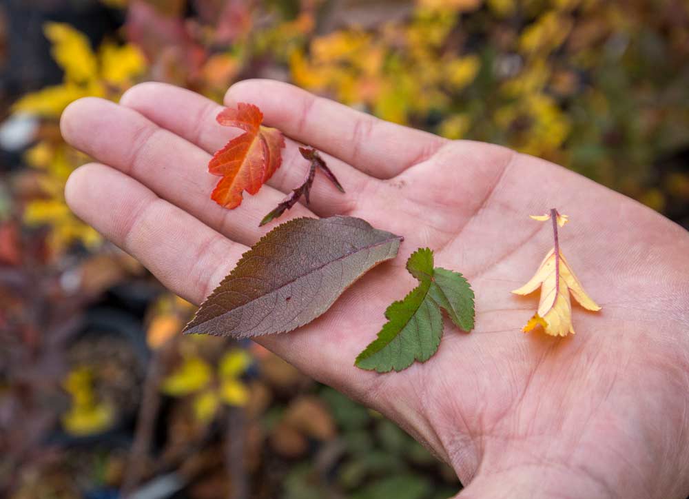 Washington State University researcher Cameron Peace holds several examples of apple tree leaves, showing how varied the trees are within the breeding program. <b>(TJ Mullinax/Good Fruit Grower)</b>