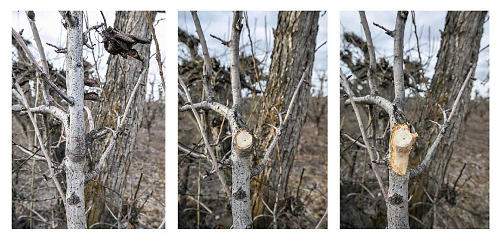 Recommended steps to use a fire blight knife: 1) Identify blighted branches to determine pruning locations. 2) Remove the diseased limb flush with the canker. 3) Scrape the diseased tissue along with about an inch of healthy tissue surrounding the canker. (Photos by TJ Mullinax/Good Fruit Grower)