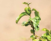 Nic 29 at Willow Drive Nursery in Ephrata, Washington. (TJ Mullinax/Good Fruit Grower photo illustration)