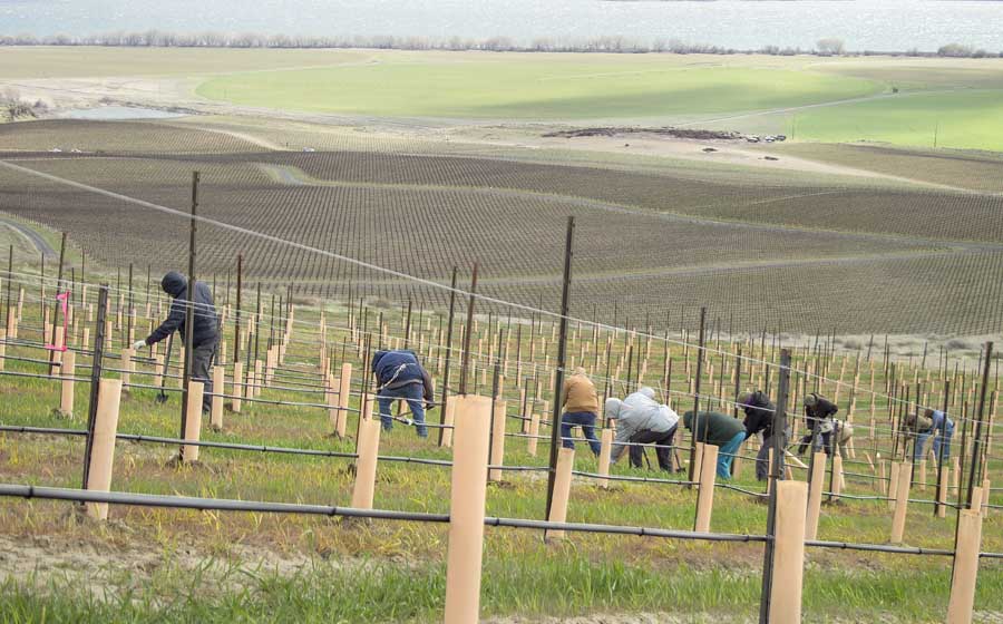Workers at Ste. Michelle Wine Estates’ Canoe Ridge Vineyard near Paterson, Washington, plant Cabernet Sauvignon vines in March 2016. Ste. Michelle, the largest wine company in the state, estimates it will be need to replant and replace 5 percent of its vineyards each year to weed out aging or diseased vines and help to stay abreast of varietal trends. <b>(Shannon Dininny/Good Fruit Grower)</b>