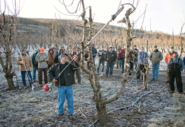 Anderson Fruit's Jorge Cruz cuts the tops out of Bing trees on December 15, 2015 that were heavily damaged by the November 2014 freeze that hit The Dalles, Oregon. The trees were cut down to three leaders following the damage, with plans to prune again in the winter of 2015 and summer 2016 to slow the tree's growth. (TJ Mullinax/Good Fruit Grower)