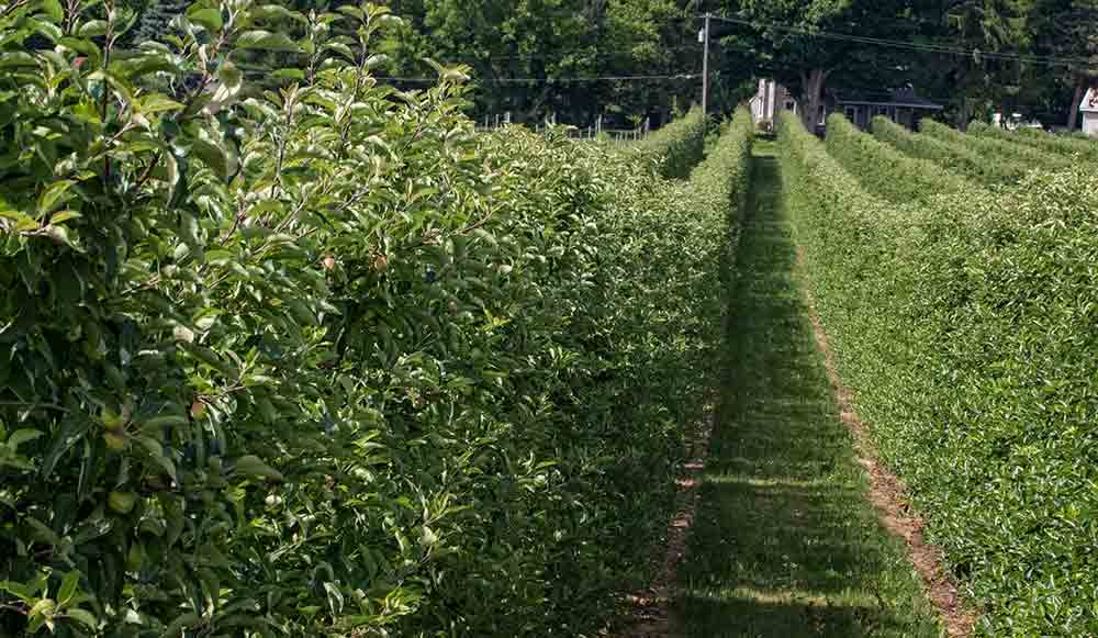 Rows of hedged apples trees at Rod Farrow's Lamont Fruit Farm in Waterport, New York in 2016. <b>(TJ Mullinax/Good Fruit Grower file photo)</b>