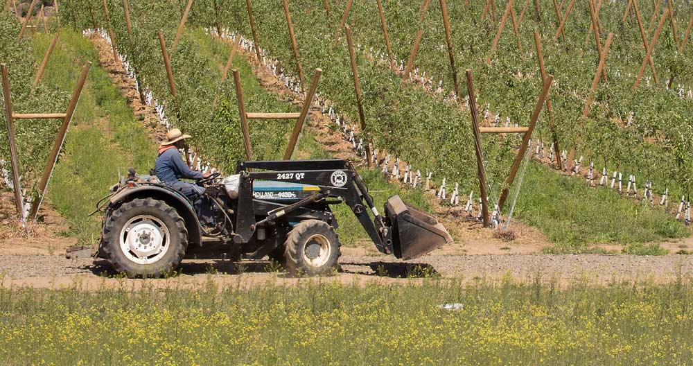 A worker moves a tractor across several blocks in the spring of 2015 in Naches, Washington. <b>(TJ Mullinax/Good Fruit Grower file photo)</b>