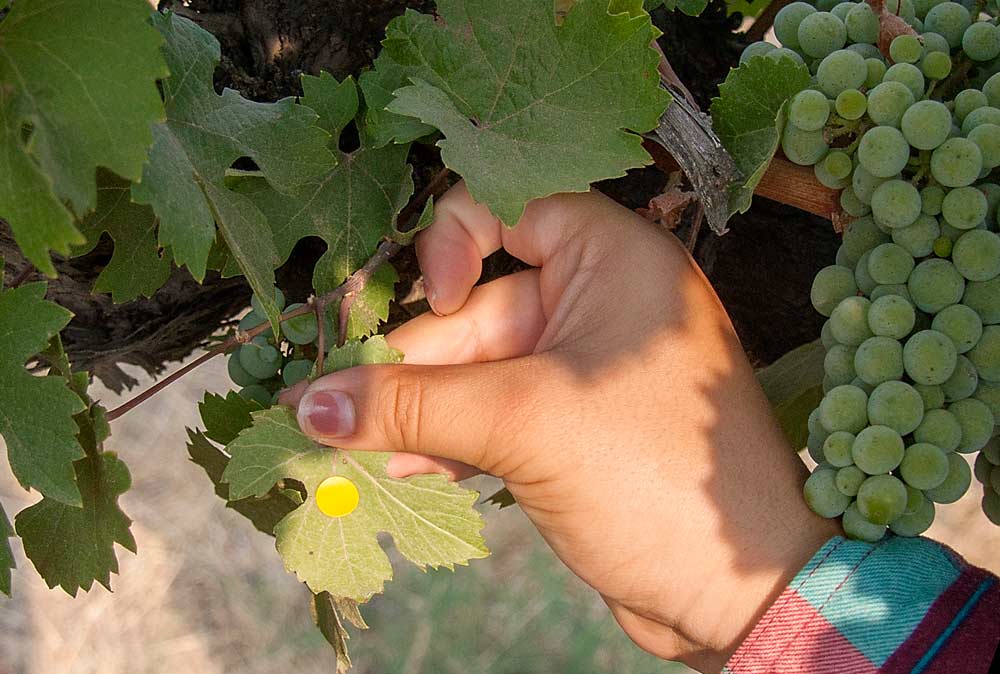 Sara Ponce, a field technician for Ste. Michelle Wine Estates, finds a sticky dot in a Riesling block during a training session on vineyard scouting. The dots were part of an exercise demonstrating the importance of matching a scouting method to the distribution pattern of a sought-after pest. <b>(Kate Prengaman/Good Fruit Grower)</b>