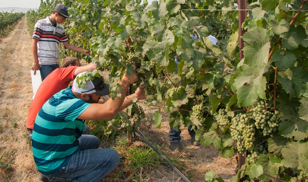Chris Larson (front), Parker Fannin, and Joey Cotta test their scouting skills during a Washington State University and Washington State Grape Society viticulture and enology field day at Columbia Crest Vineyards in Paterson, Washington, in August. <b>(Kate Prengaman/Good Fruit Grower)</b>
