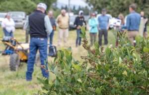 Growers learn about emerging pollination technology during the “Bees, Bots and Blueberries” field day...