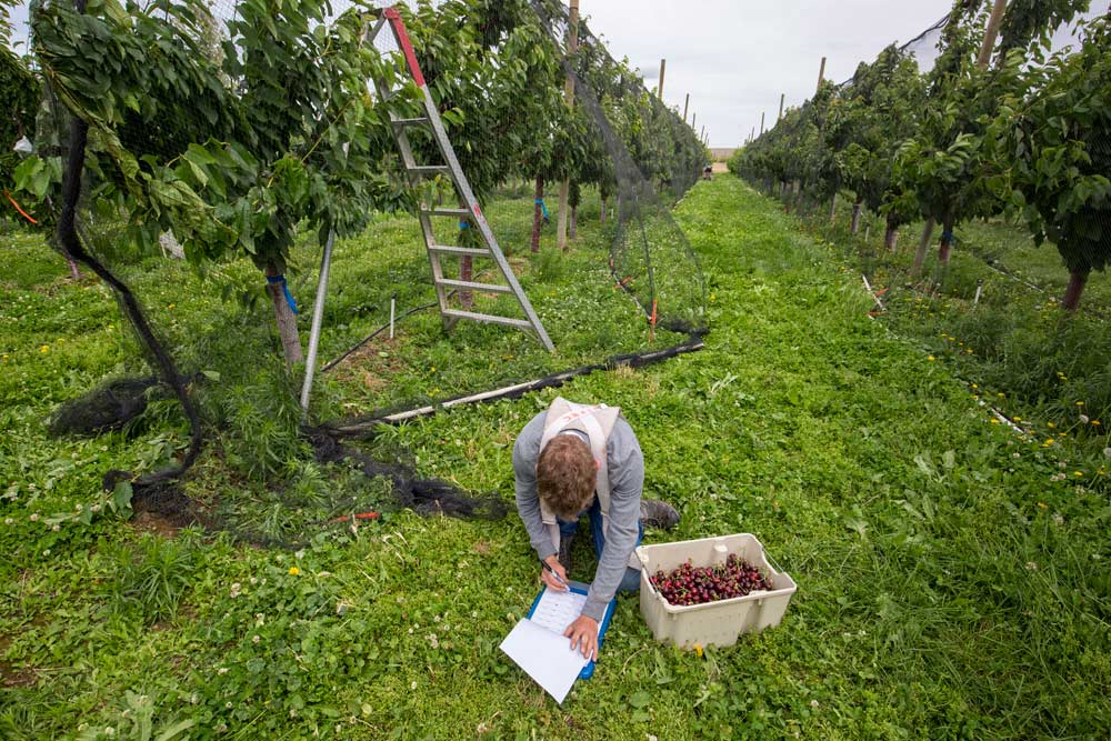 Kevin Koepcke, a horticultural intern with the Washington Tree Fruit Research Commission, collects cherries and data in the phase two block of Washington State University’s sweet cherry breeding program. This year the data collection is going digital.<b> (TJ Mullinax/Good Fruit Grower)</b>