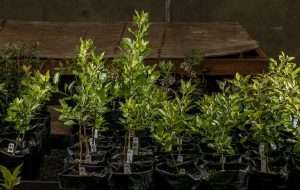 Pear rootstocks finish fire blight inoculation screening intact
