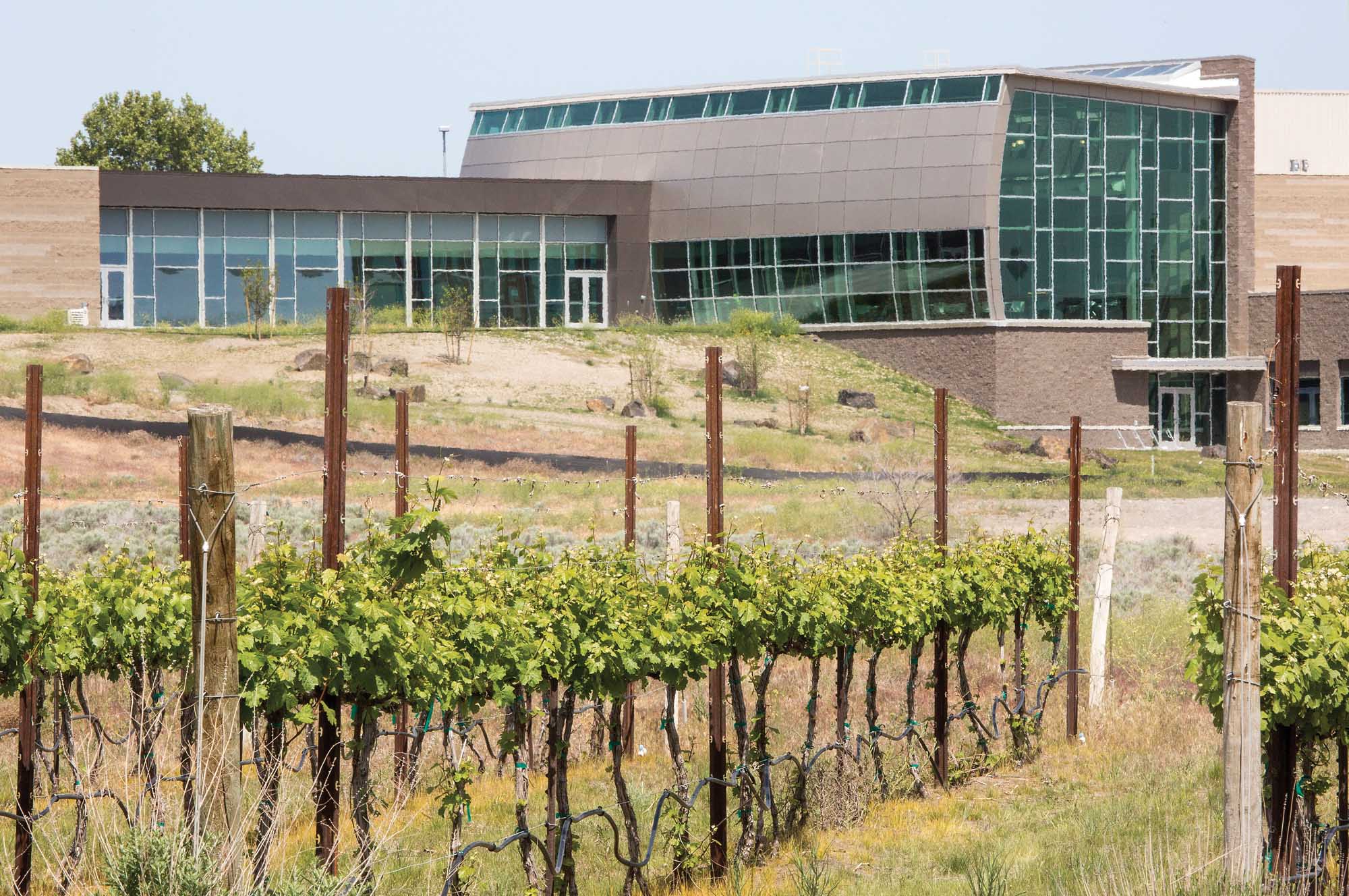A small teaching vineyard, on the south side of the Washington State University Wine Science Center, helps students learn hands-on techniques, like pruning. (TJ Mullinax/Good Fruit Grower)