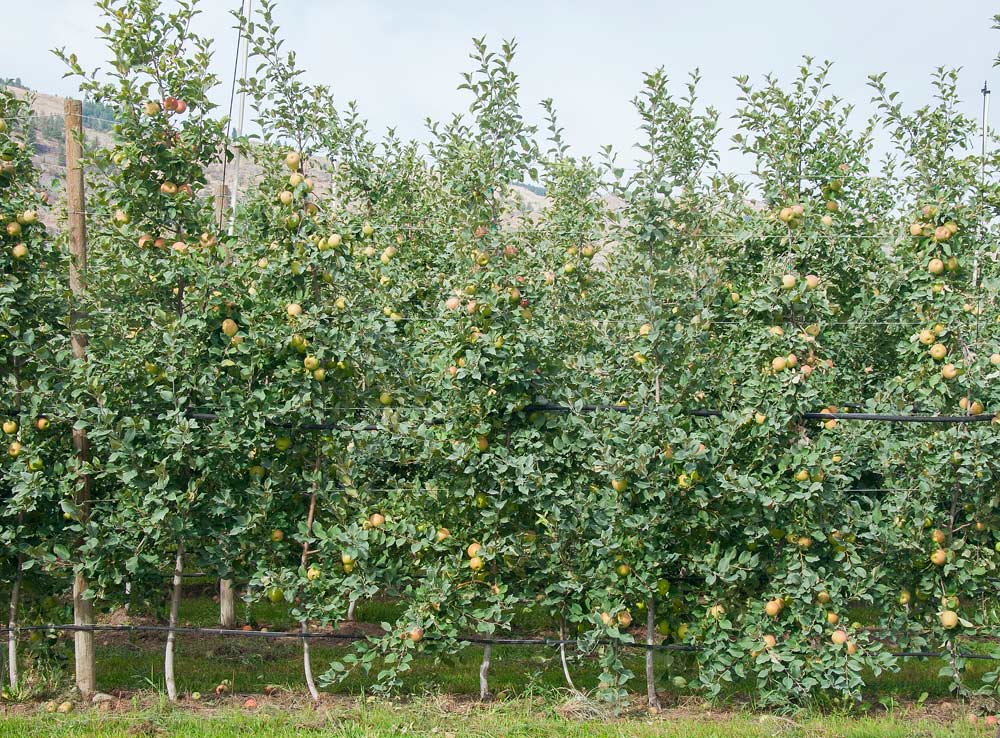 Now in their third lead, Honeycrisp trees in planted on a variety of Geneva rootstocks have all reached the top wire and show strong cropping. These trees in Oroville, Washington, are part of at Washington Tree Fruit Research Commission trial to evaluate performance in different orchard systems. (Kate Prengaman/Good Fruit Grower)
