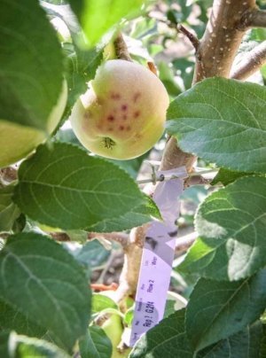 Researchers look at bitter pit development as one factor in evaluating the performance of Geneva rootstocks in the third year of the Washington Tree Fruit Research Commission trial. The disorder is seen here on Honeycrisp on Geneva 214 during the August 2017 tour of the trial in East Wenatchee. (Kate Prengaman/Good Fruit Grower)