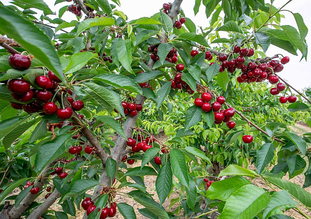 Zillazeus cherries grow on a young tree at Triple T Orchards. (TJ Mullinax/Good Fruit Grower)