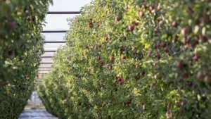 An apple orchard just about ready for harvest in 2016 near Mattawa, Washington. A successful — and profitable — crop often depends on managing crop load and balancing soil nutrients. (TJ Mullinax/Good Fruit Grower)