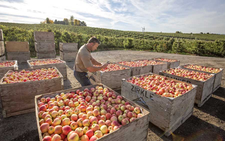 Mark Zirkle taking a photo of Lady Alice apples waiting to be shipped to their packing facility in Selah, Washington, on September 26, 2016. (TJ Mullinax/Good Fruit Grower)